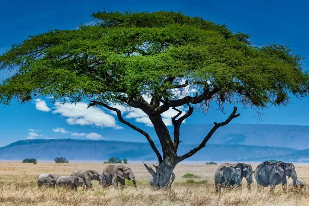 Everything You Need to Know Before Traveling to Africa: A Complete Travel Guide