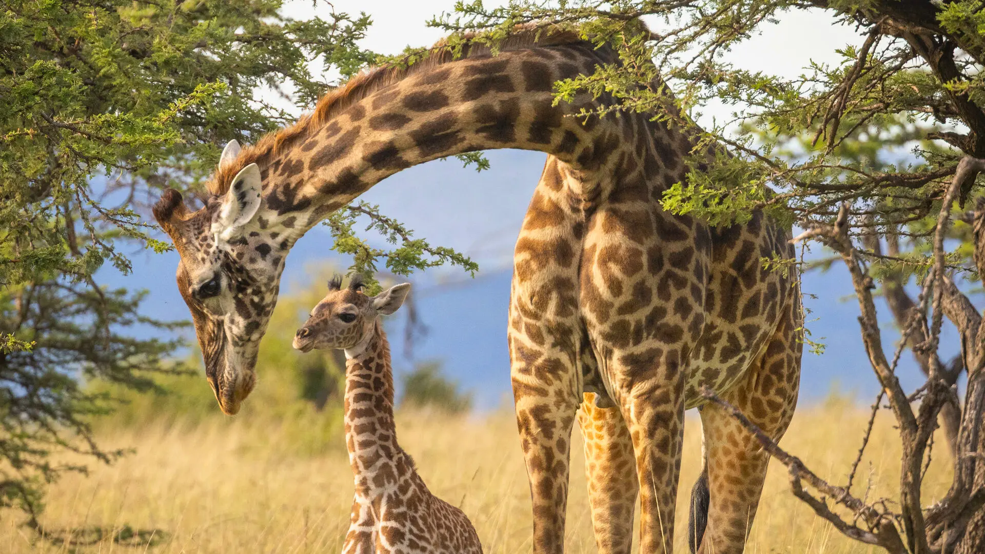 Kenya: One of the Best Starting Points for First-Time Safari Travelers