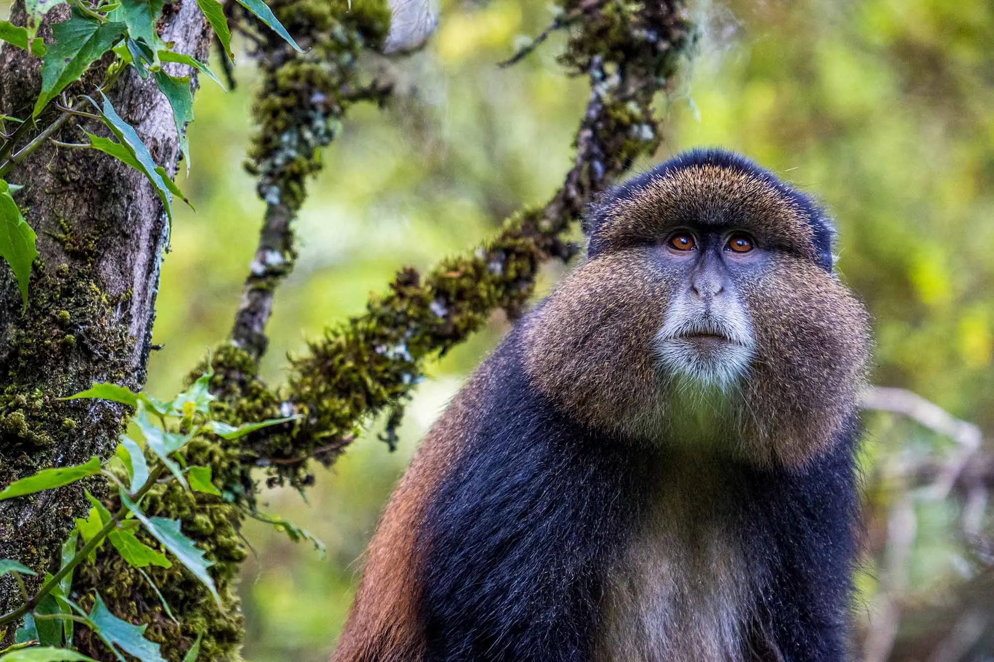 Uganda: Forest Wildlife and Natural Beauty