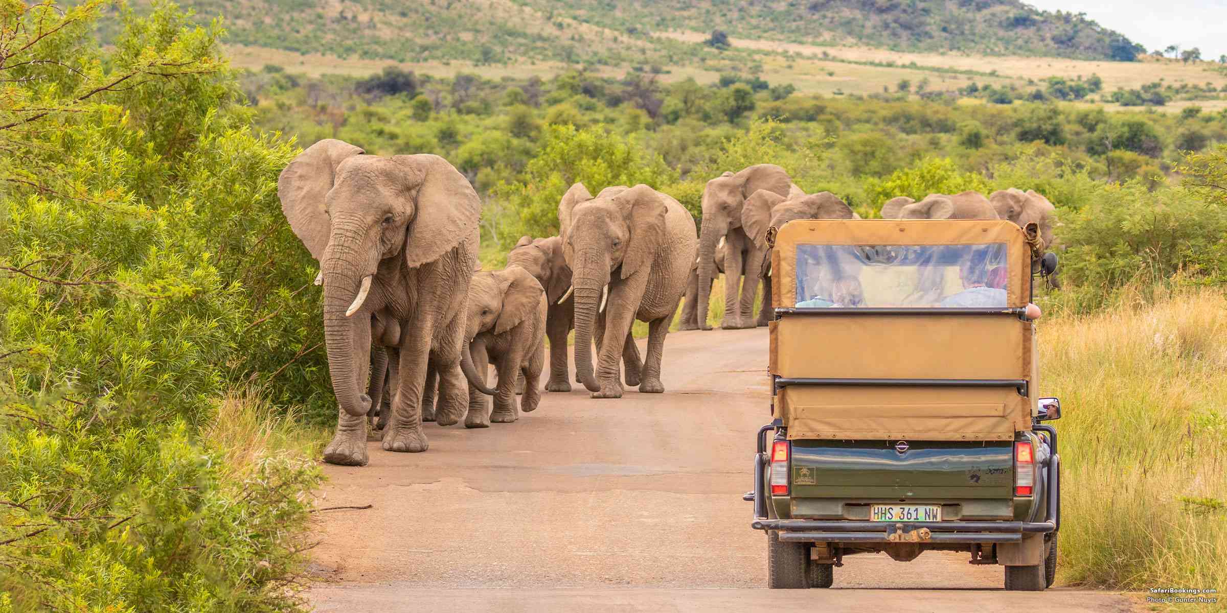 South Africa: A Beginner-Friendly Safari Destination