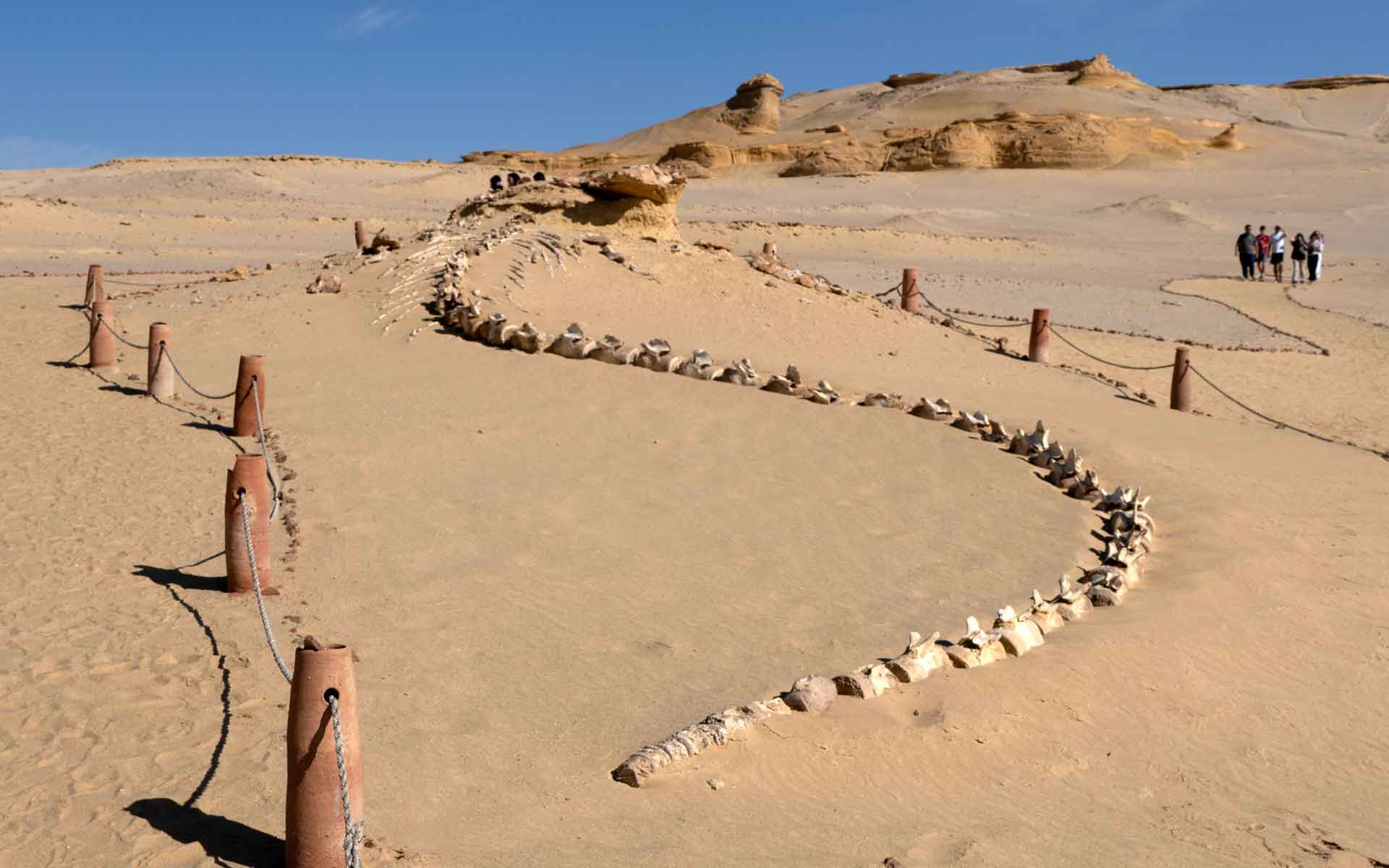 Wadi Al Hitan, Egypt