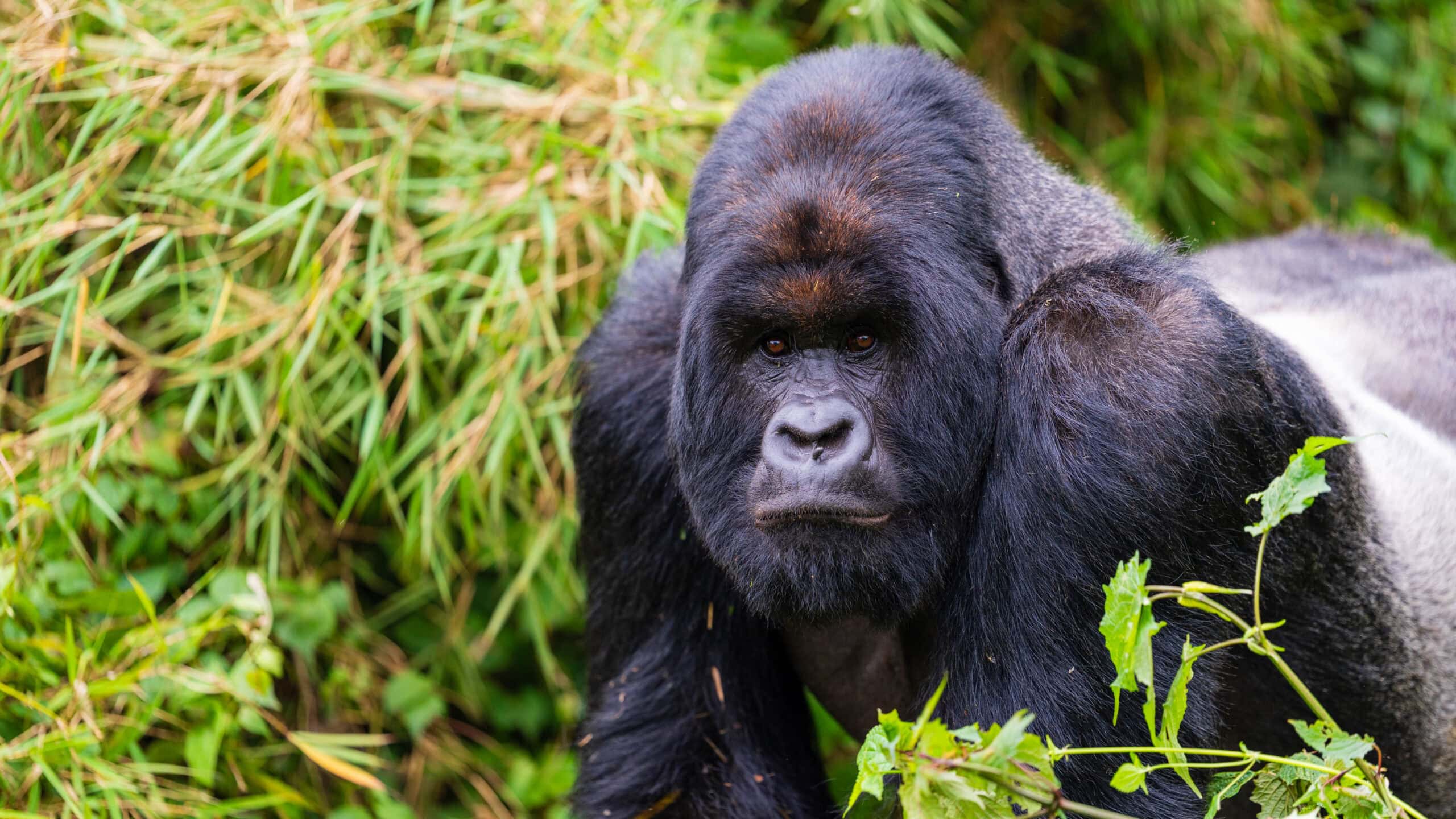 Rwanda: A Unique Gorilla Trekking Experience