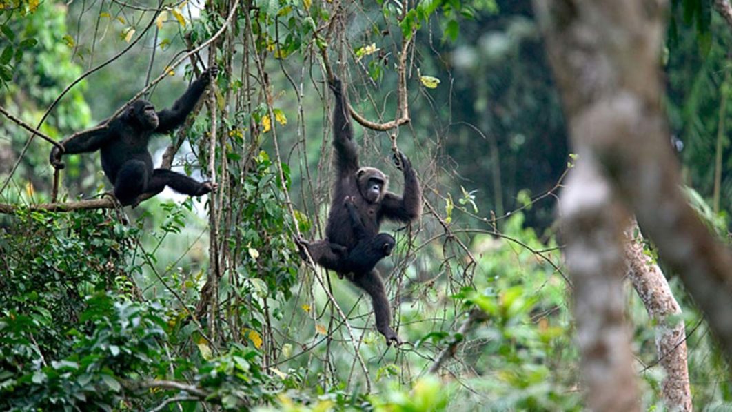 Afi Mountain Wildlife Sanctuary, Cross River State