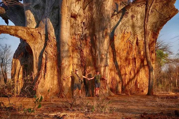 Ancient Baobabs of Mana Pools National Park (Zimbabwe)