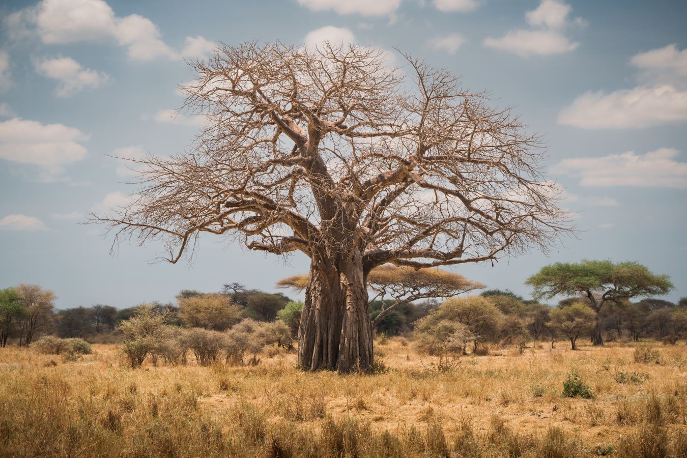 Ancient Baobabs of Tarangire National Park – Tanzania