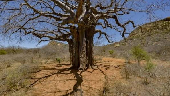 Ancient Baobabs of Tsavo National Park (Kenya)