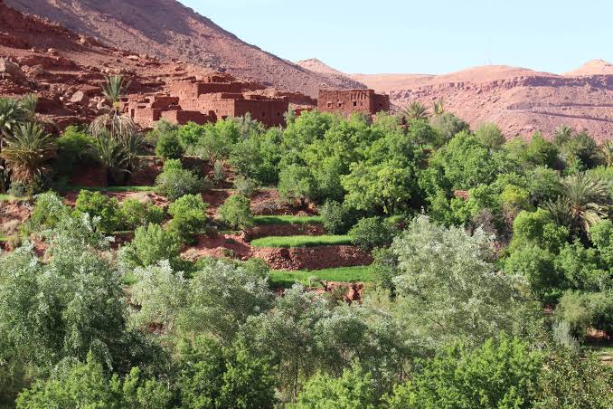 Ancient Olive Trees of the Atlas Mountains (Morocco)
