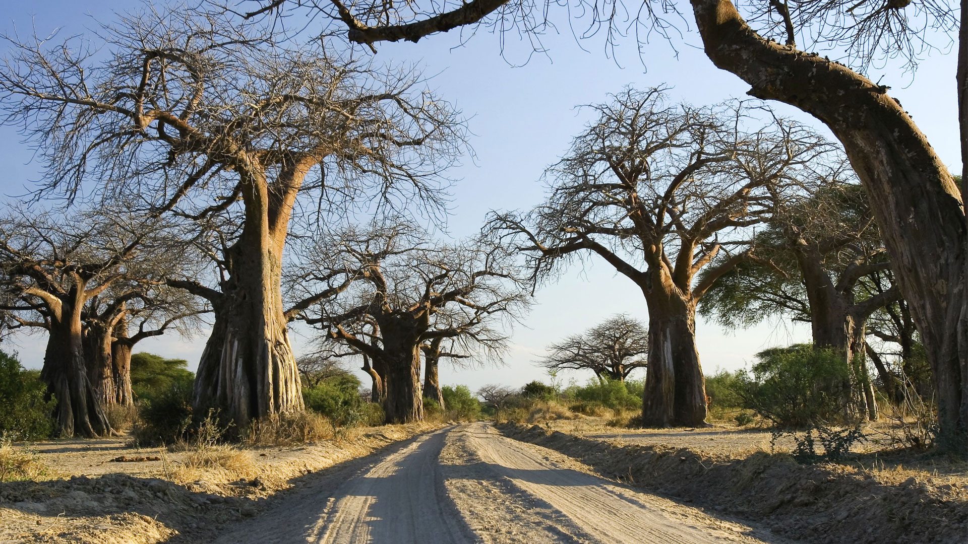 Baobabs of Ruaha National Park (Tanzania)
