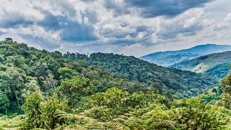 Bwindi Impenetrable National Park, Uganda