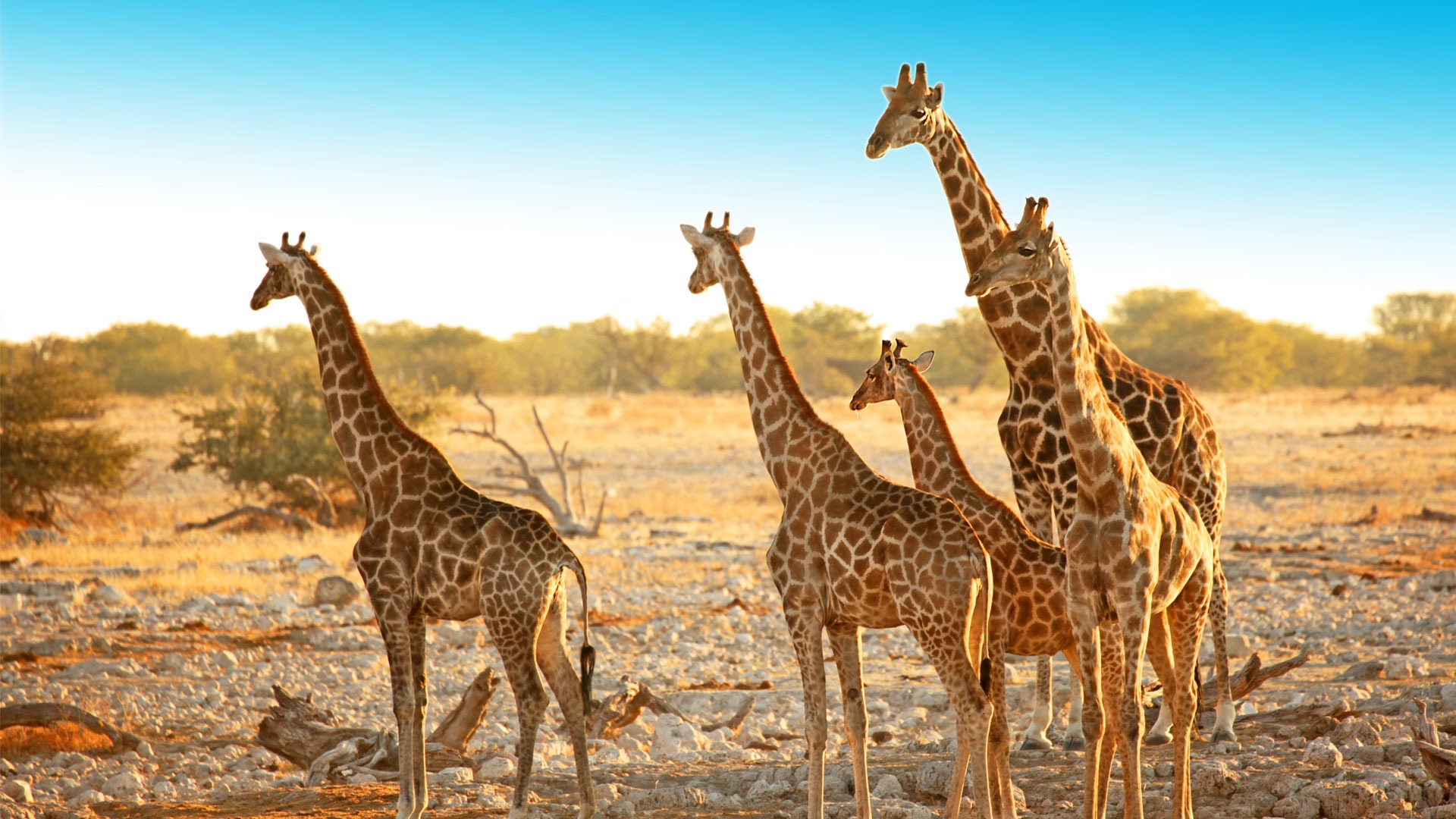Etosha National Park, Namibia
