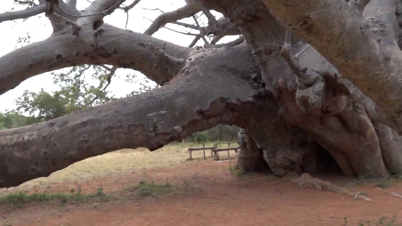 Glencoe Baobab (South Africa)