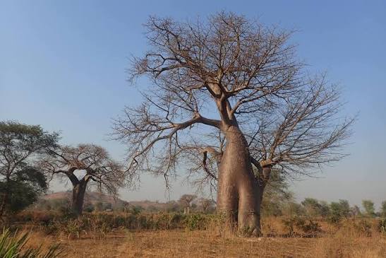 Grootboom Baobab (Namibia)