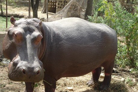 Kano Zoological Garden, Kano State