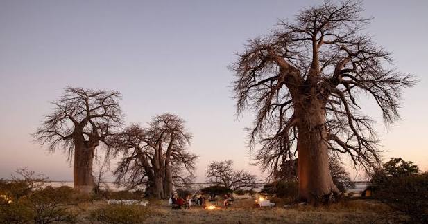 Kubu Island Baobabs (Botswana)