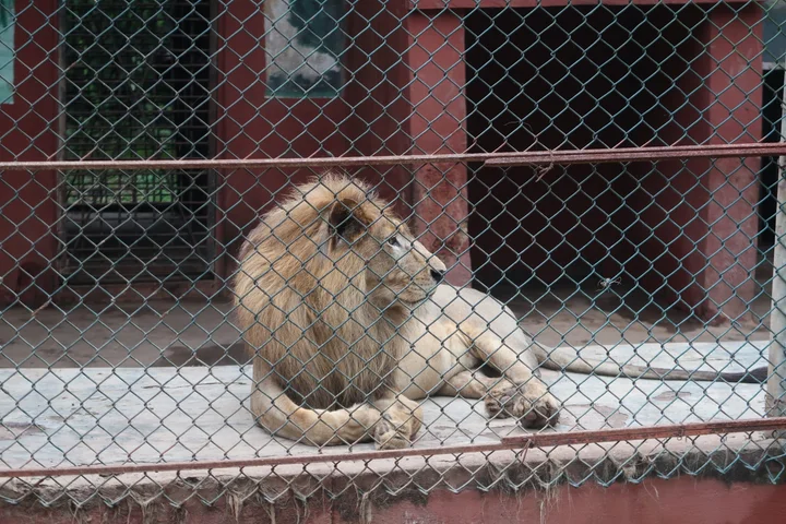 Ogba Zoo and Nature Park, Edo State