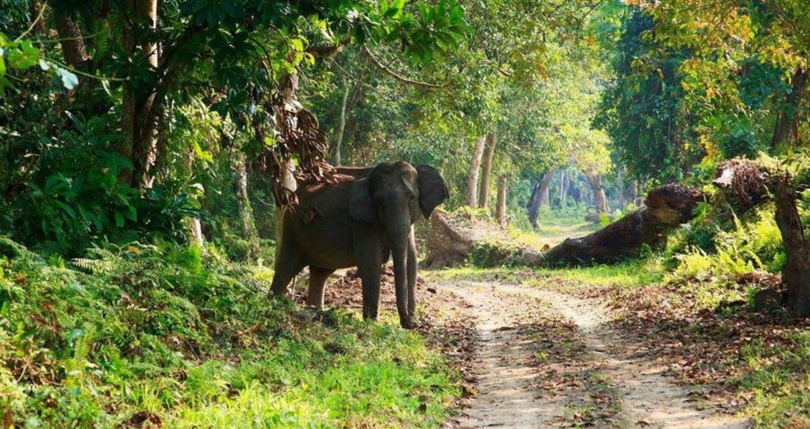 Okomu National Park, Edo State