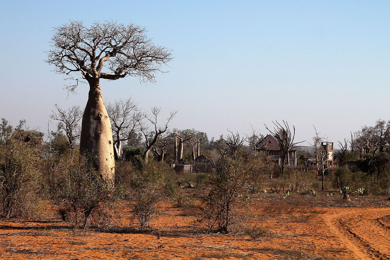 Sacred Baobabs of Kirindy (Madagascar)