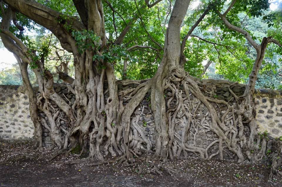 Sacred Fig Trees of Lalibela (Ethiopia)