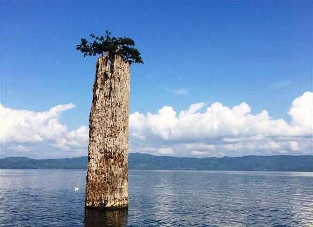Sacred Trees of Lake Bosomtwe (Ghana)