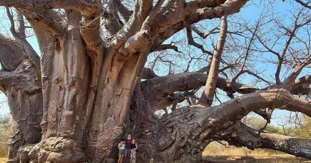 Sagole Big Tree (South Africa)