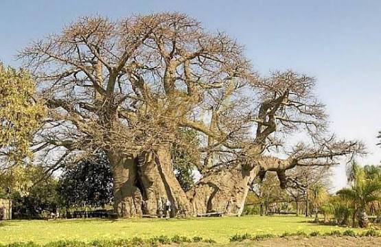 Sunland Baobab (South Africa)