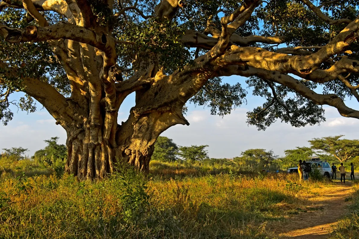 Sycamore Fig Trees of Ancient Egypt
