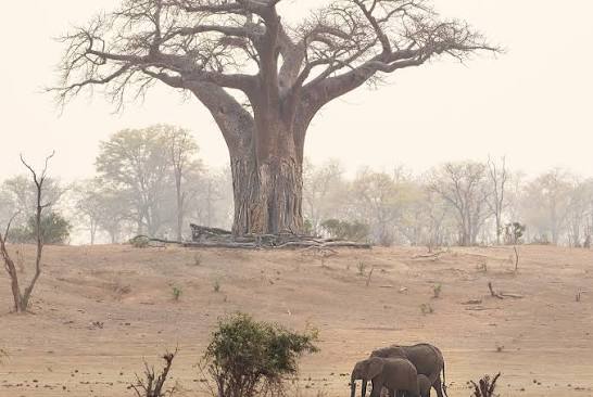 Baobabs of Gonarezhou National Park (Zimbabwe)