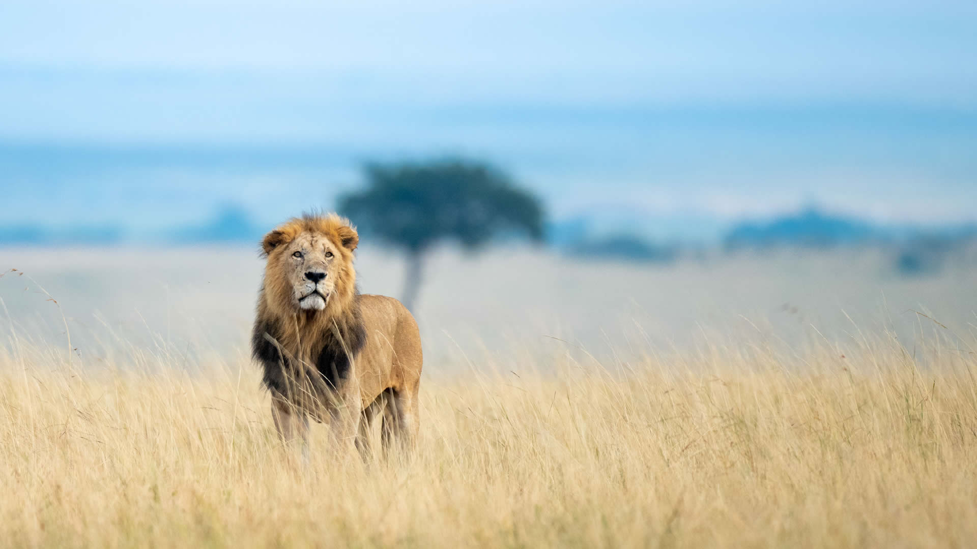 Maasai Mara National Reserve, Kenya